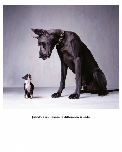 danese_pubblicit_cane_180x220.jpg